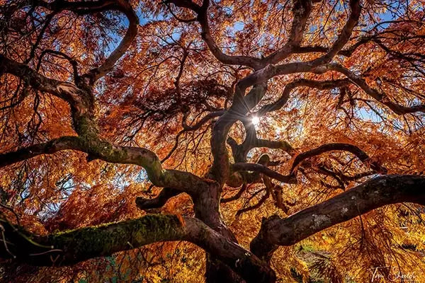 Use Dodge and Burn to create fine art landscapes
