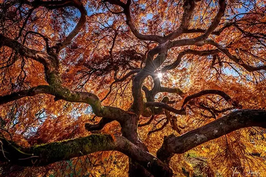 Use Dodge and Burn to create fine art landscapes