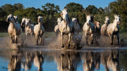 Founder Tim Shields wins Best in Class Photo Awards