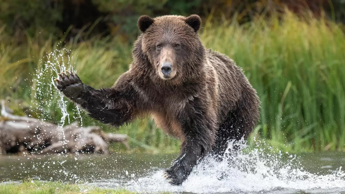 Staying Bear Aware: Backcountry photography tips