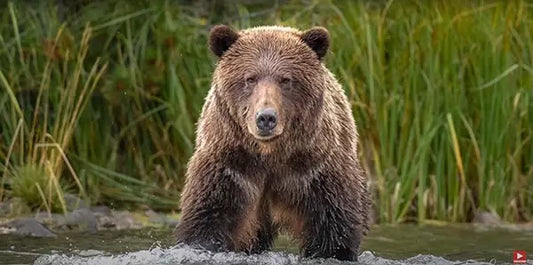 How I photographed this charging grizzly bear