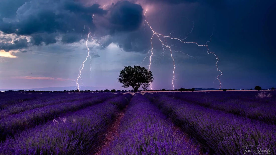 10 ways to take better images of flowers
