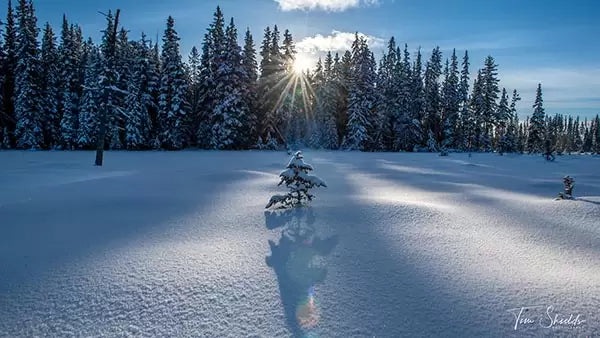 6 proven ways to create stunning winter landscapes