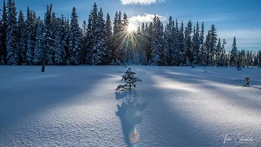6 proven ways to create stunning winter landscapes